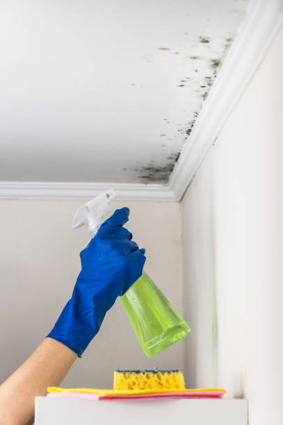 Best Residential Mold Remediation in Hudson, PA